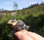 Contrasting multilevel relationships between behavior and body mass in blue tit nestlings