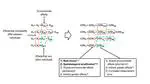 A variance partitioning perspective of assortative mating: Proximate mechanisms and evolutionary implications