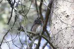 Estimating the long-term repeatability of food-hoarding behaviours in an avian predator